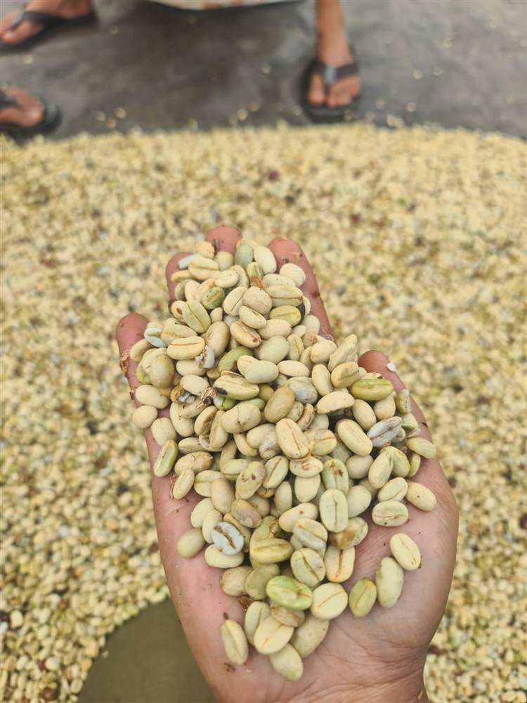 Coffee cupping and quality evaluation