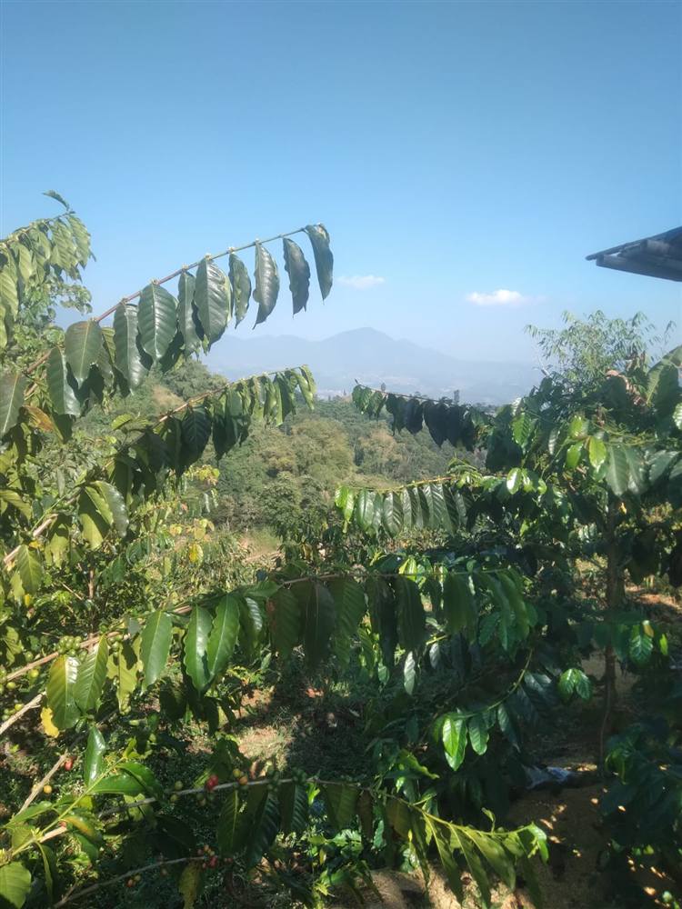 Coffee farmer in Bandung